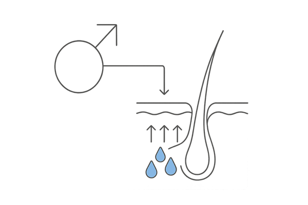 男性ホルモンが皮脂分泌を促進する模式図