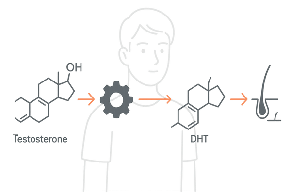 10代・20代でも起こるAGAの発症メカニズムの図解(テストステロン→DHT→毛包ミニチュア化)