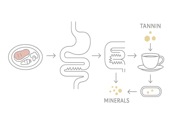 食後コーヒーで亜鉛・鉄の吸収が阻害される仕組みのメカニズム図|栄養吸収の罠