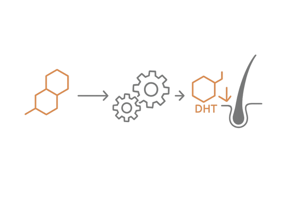 DHT生成の仕組みと毛根への影響（テストステロン→5αリダクターゼ→DHT）
