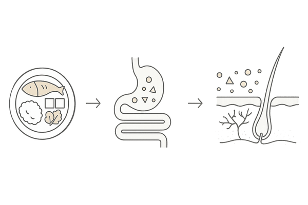髪と栄養の関係を示すメカニズム図|食事→吸収→頭皮血流→毛根
