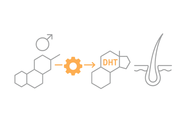 テストステロンがDHTへ変換され薄毛を進行させる仕組み(5αリダクターゼの役割を図解)