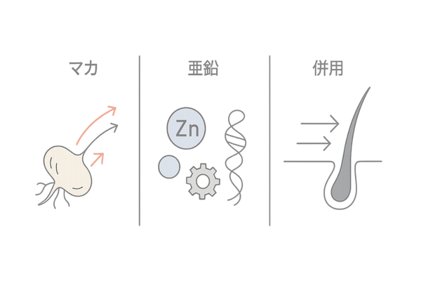 マカと亜鉛の役割比較：血行サポート×ケラチン合成で育毛環境を整える