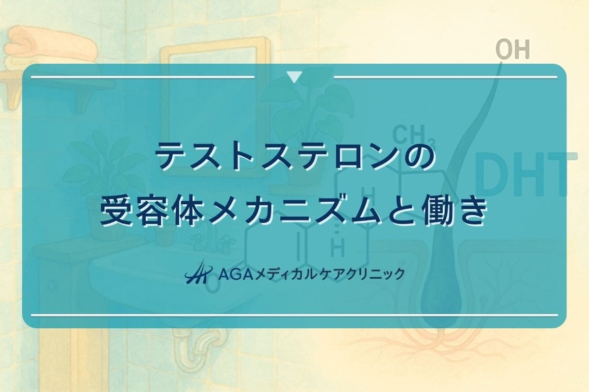 テストステロン 受容体, テストステロン 働き