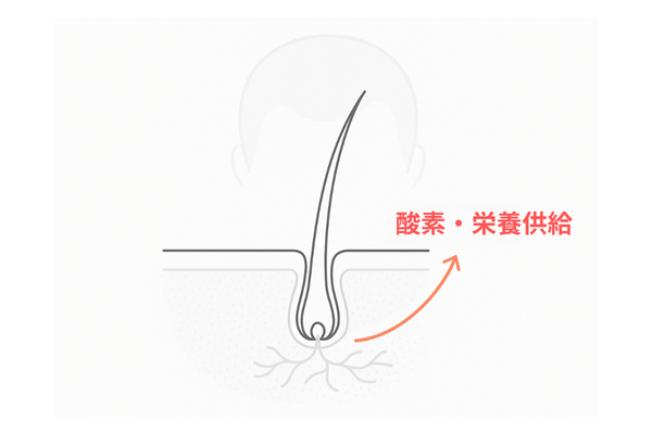 頭頂部の血行と毛細血管ネットワーク