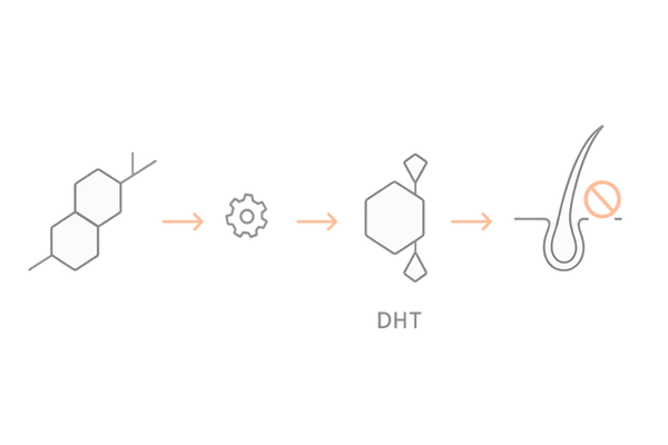 DHTと薄毛の仕組み:テストステロン→5αリダクターゼ→DHT→毛根の流れ(男性ホルモンとAGAの関係 図解)