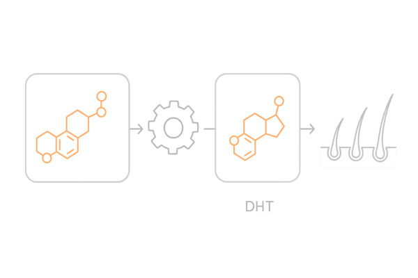 AGAの進行メカニズム｜テストステロン→5αリダクターゼ→DHT→毛包ミニチュア化（頭頂部で起こる流れ）