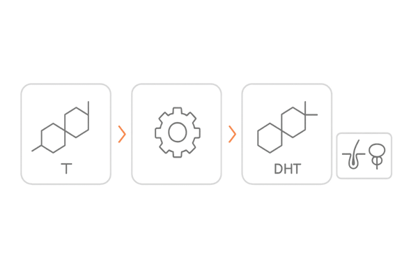 DHT生成の仕組み（テストステロン→5αリダクターゼ→DHTと作用部位）｜AGA解説図