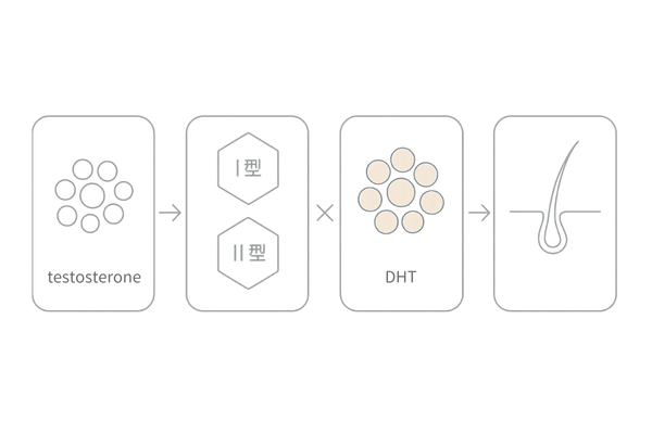 デュタステリドの作用機序｜5αリダクターゼⅠ型・Ⅱ型阻害のイメージ図（AGAとDHTの関係）