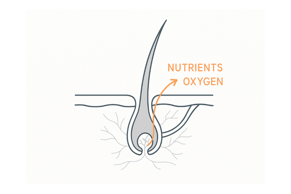 生え際の血行不良：毛包周囲の毛細血管と栄養到達のイメージ