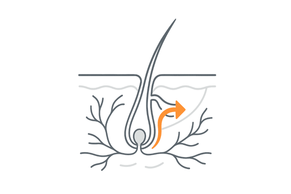 血行促進成分の働き：毛乳頭への栄養供給を高めるイメージ