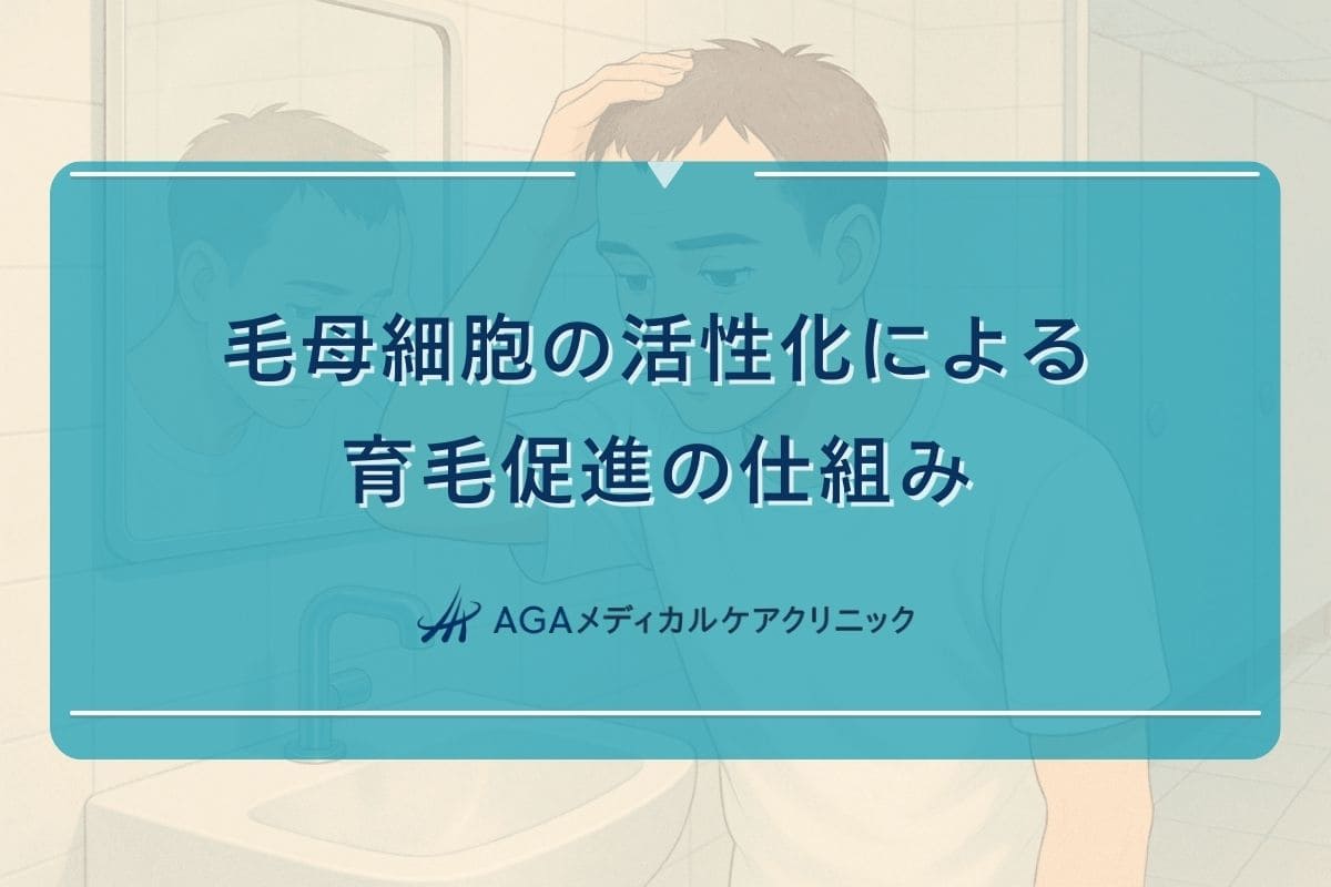 毛母 細胞 活性化