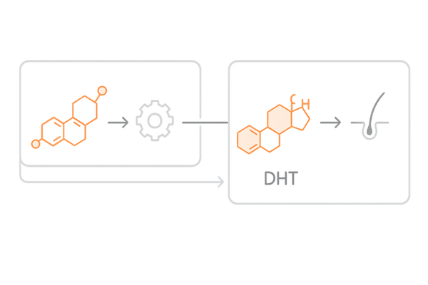 マカとDHTの関係|テストステロン→5αリダクターゼ→DHT→毛包ミニチュア化(ホルモン機序図)