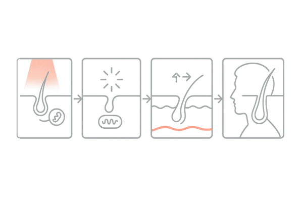 赤色LEDの育毛メカニズム｜ミトコンドリア活性・血行促進・ヘアサイクル正常化