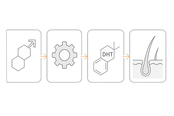 テストステロン→5αリダクターゼ→DHT→毛包への影響｜AGA発症メカニズムの流れ図