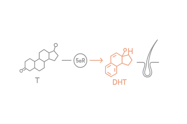 テストステロンがDHTに変換されるメカニズム（5αリダクターゼと毛乳頭）