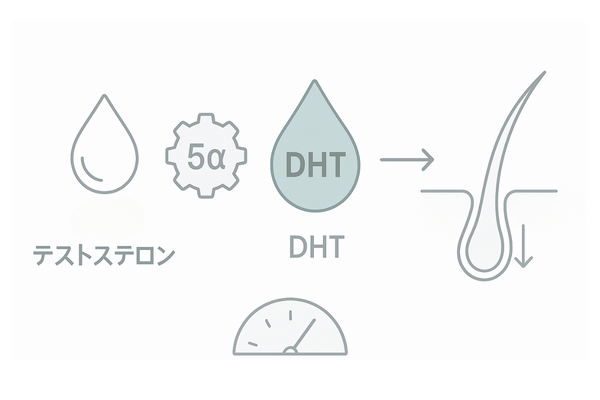 男性ホルモンとDHTの流れ｜遊離テストステロン→5αリダクターゼ→DHT→毛包ミニチュア化