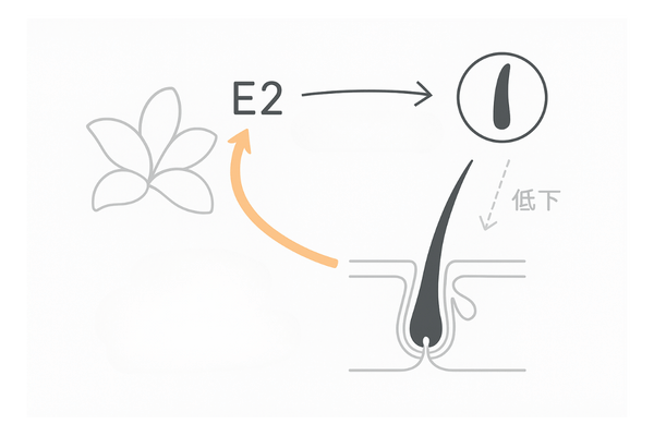 女性ホルモン（エストロゲン）とびまん性脱毛｜成長期維持のイメージ