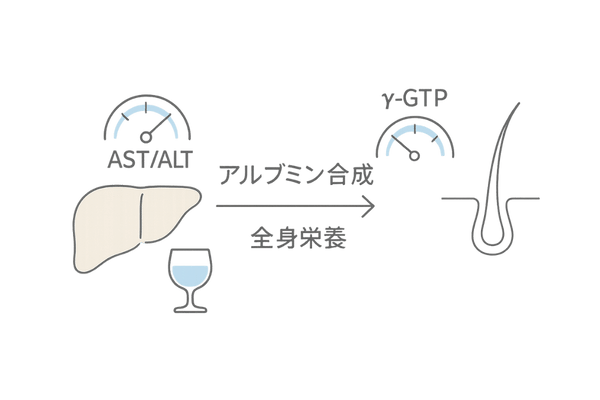 肝機能と髪の関係｜AST/ALT・γ-GTPとアルブミン合成の図解