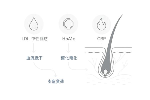 脂質・代謝・炎症の複合要因｜LDL/中性脂肪・HbA1c・CRPが頭皮に与える影響