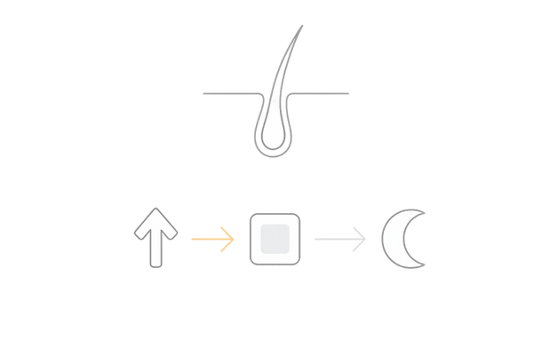AGAの仕組み｜ヘアサイクル（成長期・退行期・休止期）の基礎図解