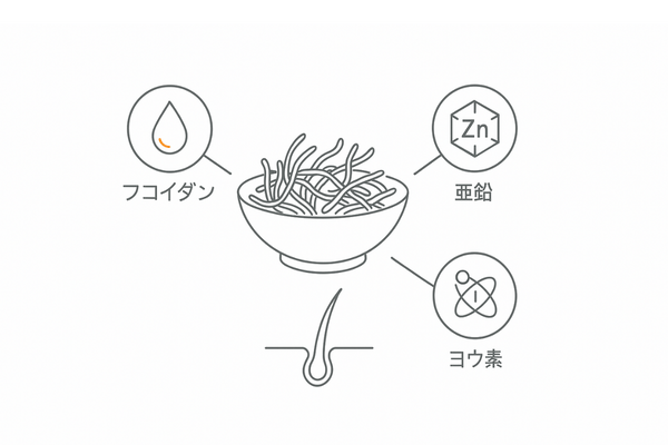 アカモクの栄養と育毛サポート：フコイダン・亜鉛・ヨウ素のイメージ図