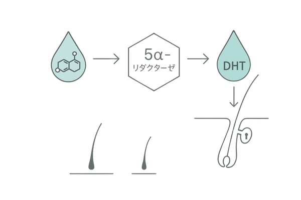 テストステロン→DHT変換と毛包への作用（5αリダクターゼと受容体結合の模式図）