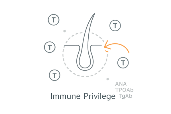 円形脱毛症の自己免疫イメージ図｜毛包とTリンパ球の関係