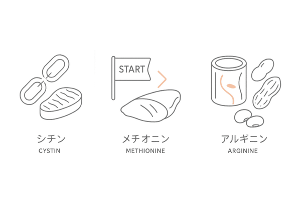 髪に重要なアミノ酸と食品アイコン:シスチン・メチオニン・アルギニンの役割図