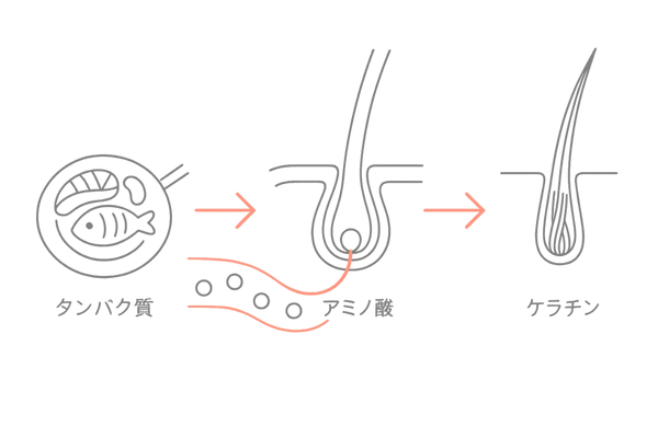 アミノ酸からケラチンへ:毛母細胞でのタンパク質合成フロー図(髪の仕組みの図解)