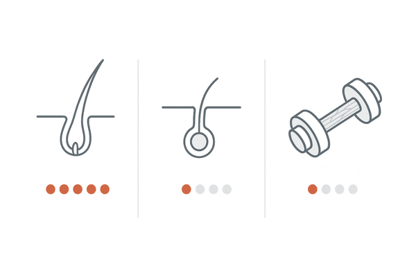 アンドロゲンレセプターの主な分布と役割｜毛乳頭・皮脂腺・骨格筋の比較