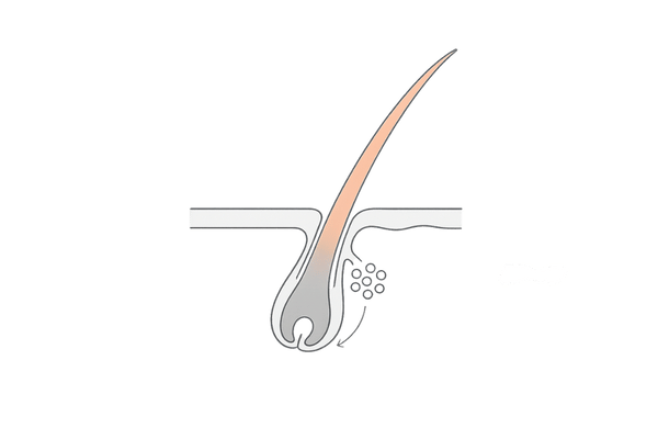 ビオチンと白髪の関係｜毛根のメラノサイトとメラニン供給フロー図