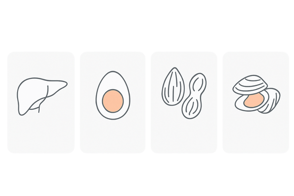 ビオチンを多く含む食品｜レバー・卵黄・ナッツ・アサリの4タイル食品アイコン図