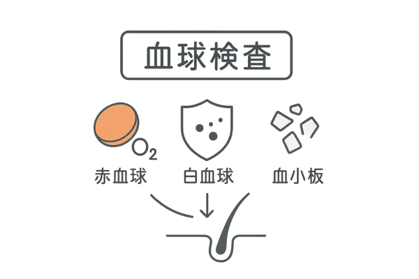 血球検査と薄毛の関係|赤血球・白血球・血小板の役割まとめ