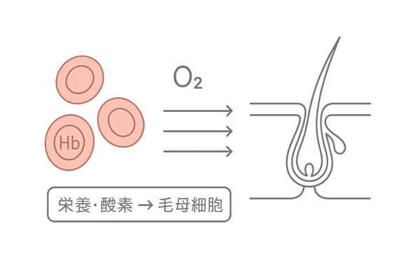 毛根への酸素供給フロー|ヘモグロビンと髪の成長
