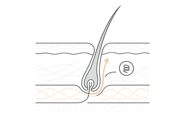 薄毛予防に重要な「頭皮のコラーゲン」と血行の関係｜断面図でわかる仕組み