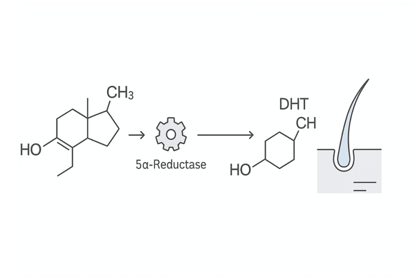DHTの生成メカニズム｜テストステロン→5αリダクターゼ→DHT→毛根作用の流れ