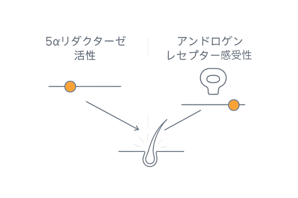 AGAは「5αリダクターゼ活性」と「アンドロゲン受容体感受性」の2要因で決まる模式図