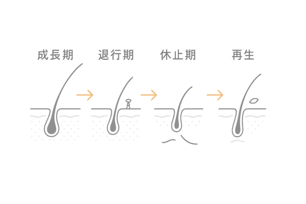 トリコグラム：毛周期の流れと毛根形状（成長期・退行期・休止期）