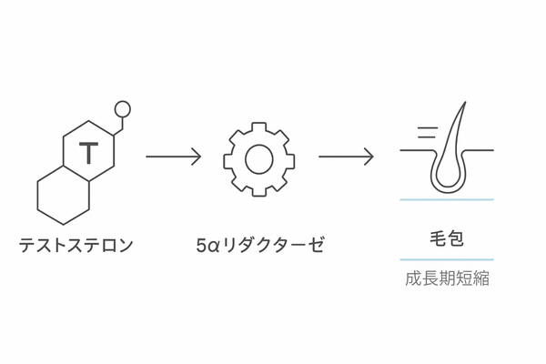 テストステロンとDHTの関係図（5αリダクターゼとAGAの仕組み）