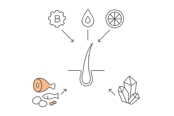 発毛をサポートする主要栄養素の関係図(タンパク質・亜鉛・ビタミンB/C/E)
