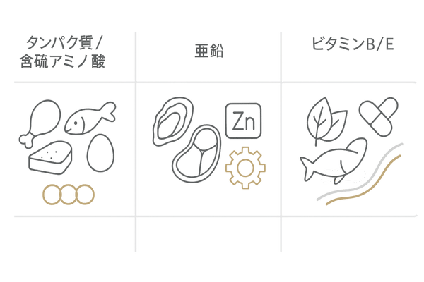 髪の成長に必要な栄養素の要点｜タンパク質・亜鉛・ビタミンB/Eの3カラム要素図