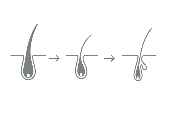 育毛剤の初期脱毛とヘアサイクルの関係を示すフロー図｜成長期・退行期・休止期の流れ