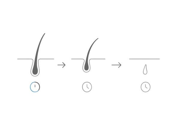 ヘアサイクル(成長期→退行期→休止期)を示す3コマタイムライン|期間の目安を視覚化