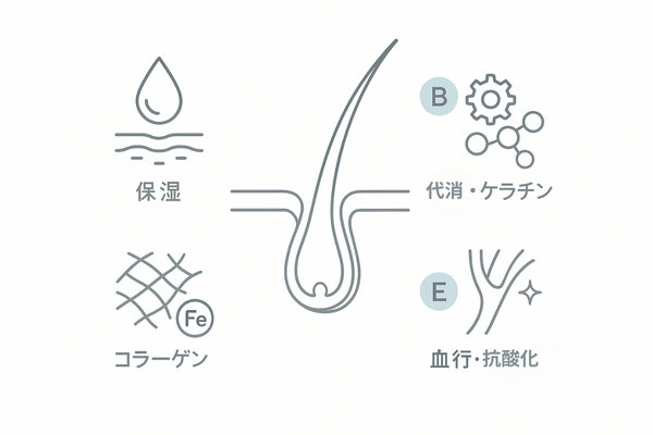 髪を支える主要ビタミンA・B群・C・Eの働き(毛包中心の4象限図)