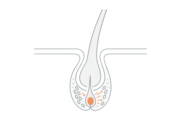 毛母細胞と毛乳頭の連携｜毛根断面図でわかる髪の製造プロセス