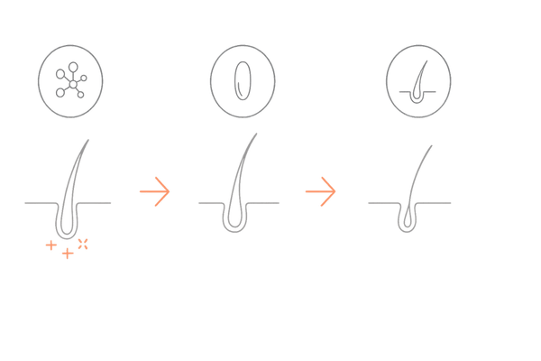 ヘアサイクルの3段階と毛母細胞活動｜成長期・退行期・休止期フロー