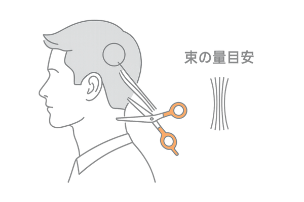 正しい毛髪の採取方法（部位・根元からの長さ・量の目安）
