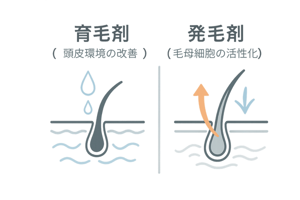 育毛剤と発毛剤の違いを一目で理解できる2カラム比較（医療用パンフレット風シンプル線画）