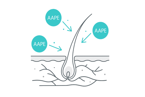ハーグ(HARG)療法の仕組み|AAPE成長因子が毛包へ作用するメカニズム図(毛包断面・血流・毛母細胞)